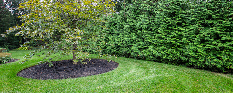 lawn maintenance